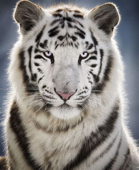 Nature Photography On Instagram “🔥 White Tiger 🔥” White Tiger