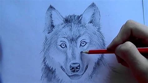 Start off by drawing the head as an oval tilted to the left about 45 degrees. як малювати вовка ( how to draw a wolf ) - YouTube
