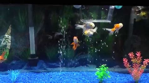 55 Gallon Goldfish Tank Youtube