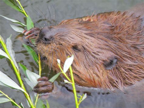 They sit rather upright on short legs, have tapered tails, large eyes and shallow but broad bills, which help them catch flying insects. Free Images : beak, mammal, rodent, fauna, vertebrate ...