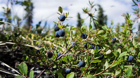 Its Blue Season Wild Berries In Alaska