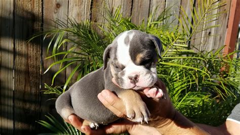 English bulldog british,male dog,kc registered,pure breed,champions pedigree. Blue Tri Boy English Bulldog / Blue Bulldog Puppy - YouTube