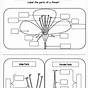 Parts Of A Flower And Their Functions Worksheet