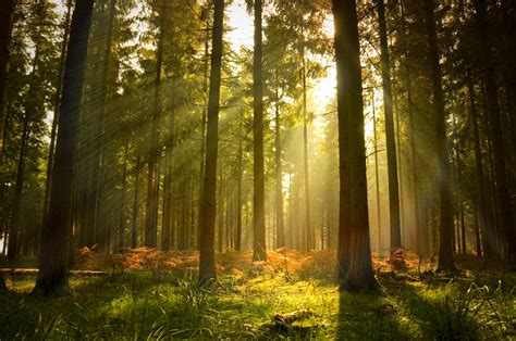 What is after qynn, and will she able to escape this foreign place and find sarah and. The meaning and symbolism of the word - «Forest»