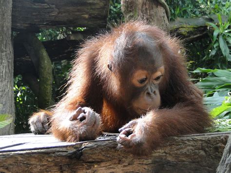 Free Images Nature Sweet Animal Cute Wildlife Wild Zoo Mammal