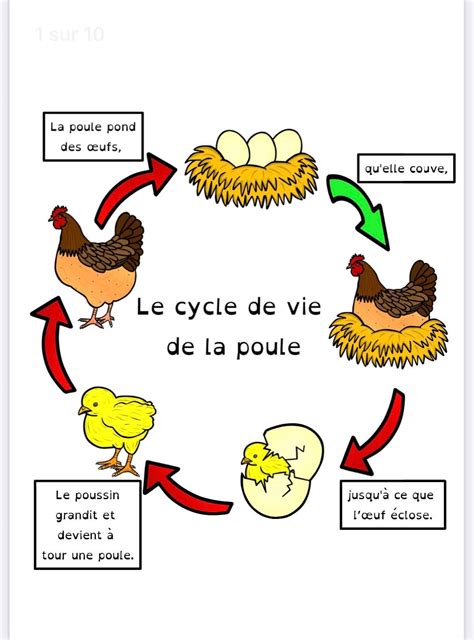 Cycle De La Poule Volution Du Poussin Dans L Uf Sciences Ce Ce
