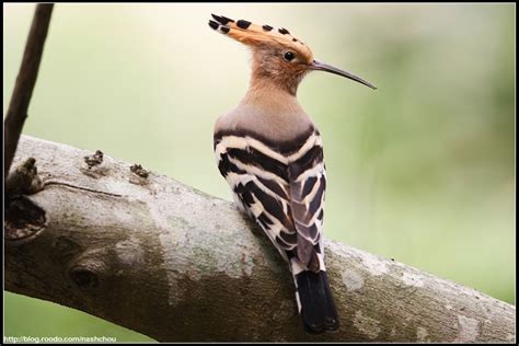 What In The World Is A Hoopoe Birdnote