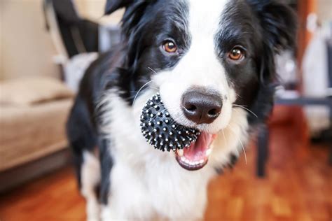 Bugs and Your Pets - Zone Home Solutions