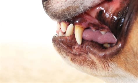Pet Gum Disease Northgate Vet
