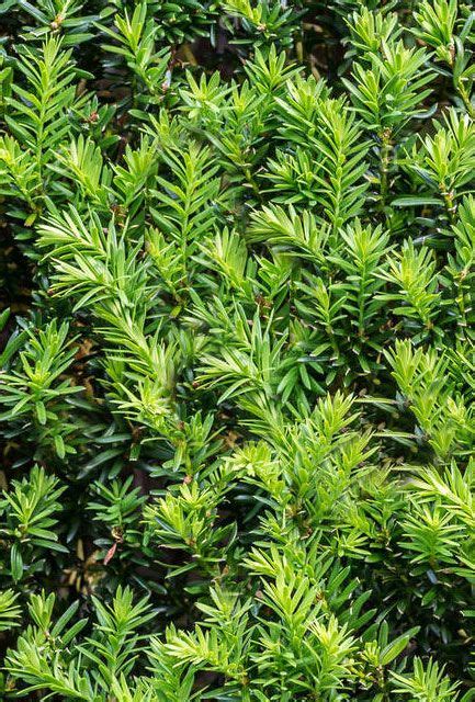English Yew Hedge Plants Taxus Baccata Hedging Plants Direct