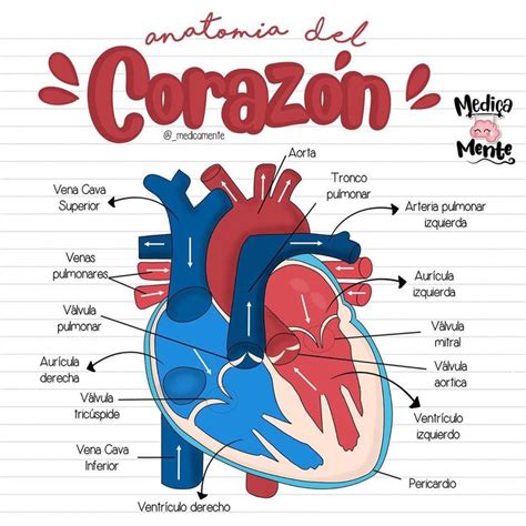 Anatomía Del Corazón Oposiciones Auxiliar De Enfermeria Anatomia