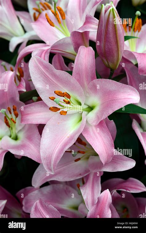 Lilium Tabledance Lily Lilies Pink Flower Flowers Scent Scented