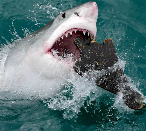 20 Scariest Shark Attacks Ever Oddee Shark