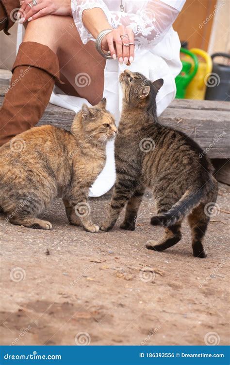 Two Beautiful Tabby Farm Cats Stock Photo Image Of Polish Cats