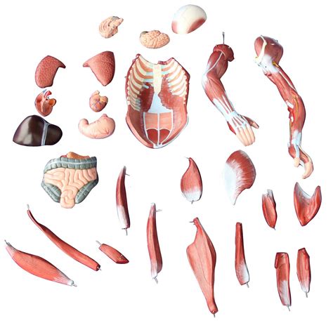 80CM HUMAN MUSCLE MODEL MALE (27 PARTS)