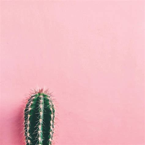 Cactus Pink Aesthetic Wallpapers Wallpaper Cave