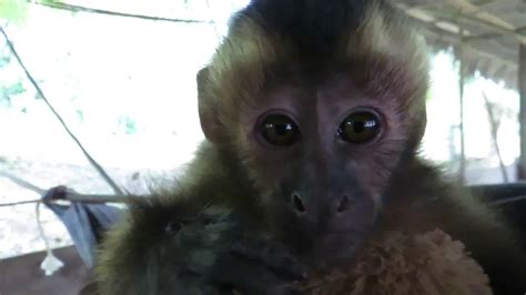 Adorable Rescued Capuchin Monkey Youtube