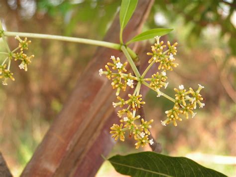 West African Plants A Photo Guide Rauvolfia Caffra Sond