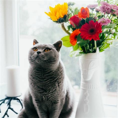 You can send a stunning vase arrangement to toronto, a bunch of vibrant birthday flowers to montreal or a new baby bouquet to vancouver. Need to send flowers to someone on Cat Island? Yes We Can ...