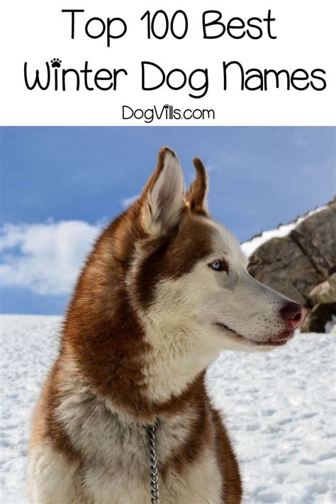100 Wonderful Winter Dog Names Dogvills Dog Names Winter Dog