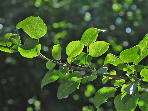 Fortunately many of the newer varieties have been developed to be. Crab Apple, Malus sylvestris - Trees and shrubs - NatureGate