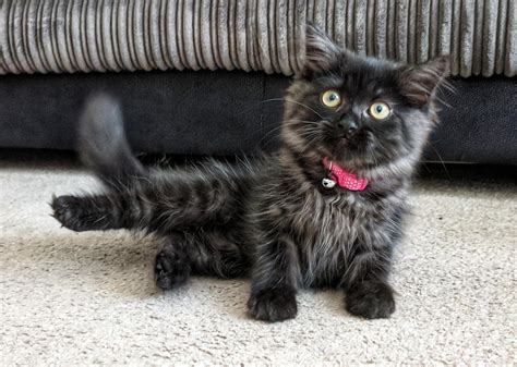 See more of maine coon black solid on facebook. Black Smoke Maine Coon. 31 Beautiful Black Maine Coon Cat ...