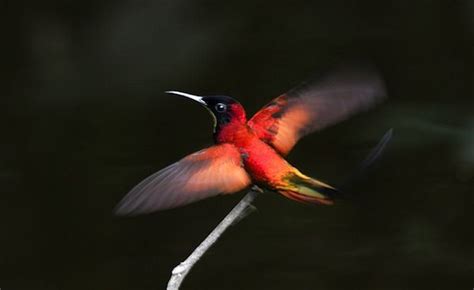 The Crimson Topaz Topaza Pella Hummingbird Bird Beautiful Birds