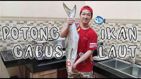 They have giant ones in mekong river. POTONG IKAN GABUS LAUT GEDEEE BANGET!!! JEROANNYA MIRIP ...