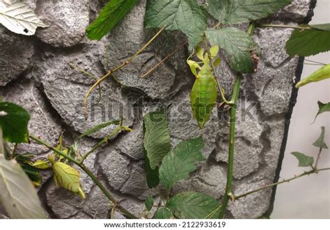 Philippine Walking Leaves Leaf Insects Phyllium Stock Photo 2122933619