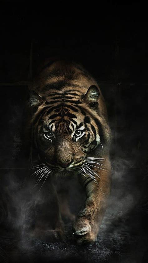 Free Download 73 Gambar Wallpaper Harimau Putih Hd Terbaik