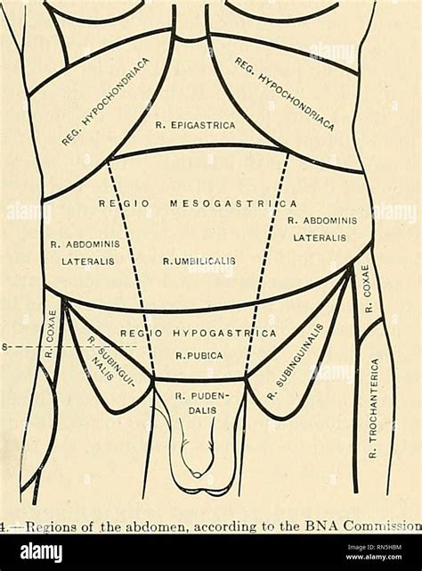 Posterior Superior Iliac Crest Surface Anatomy Anatomy Structure