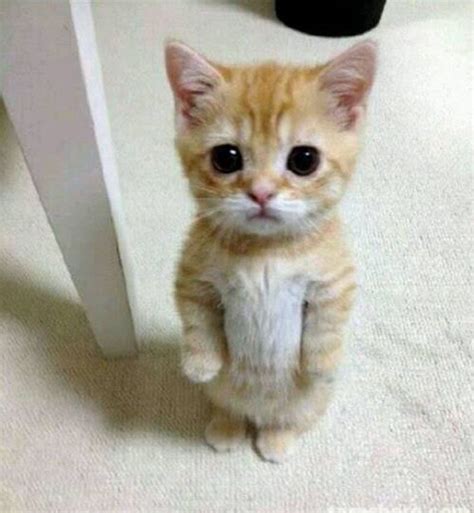 Bicho De Pé Em Gatos