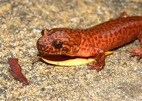 California Giant Salamander Curbstone Valley