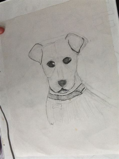 English White Terrier Extinct Dog Breed Sketch By Doctorwhofangirl903
