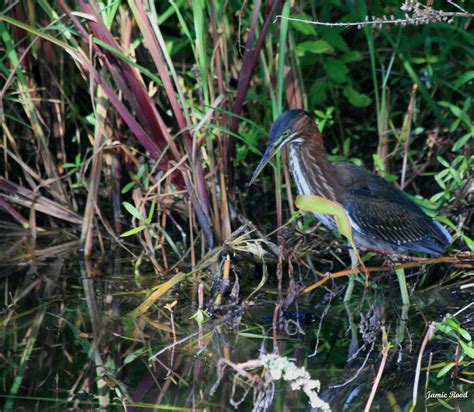 Tri Colored Heron Salt Marsh Water Pond Kiawah Flora And Fauna
