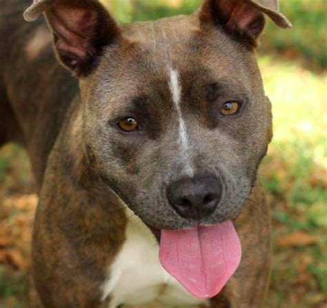 Affordable pet care is located in san antonio city of texas state. San Antonio's Animal-Care Code Now Requires Residents to ...