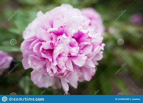 Paeonia Lactiflora Sarah Bernhardt Double Pink Peony Flower Paeonia