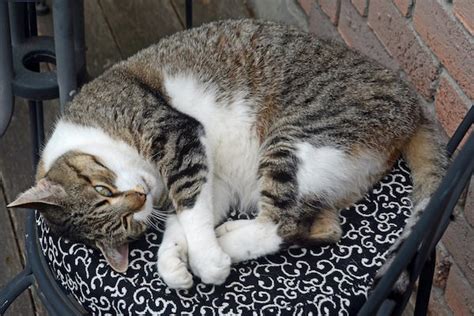 To ensure a successful adoption, we work with you to find the right cat to match your lifestyle and needs. Nikki. Healthy, Senior Cat In Need Of Loving Retirement ...
