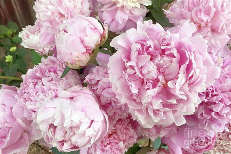 Bouquet Of Pink Peonies Garden Peonies Pink Shabby Chic Peony