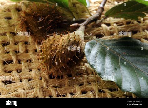 Beech Tree Seeds Hi Res Stock Photography And Images Alamy