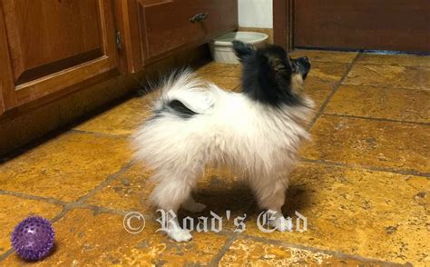 Roads End Papillons 14 Weeks Old Papillon Puppy