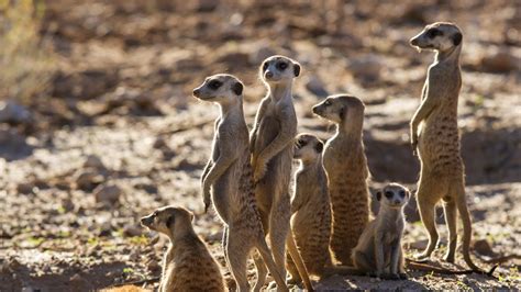 See The Desert Through The Eyes Of A Meerkat Andbeyond