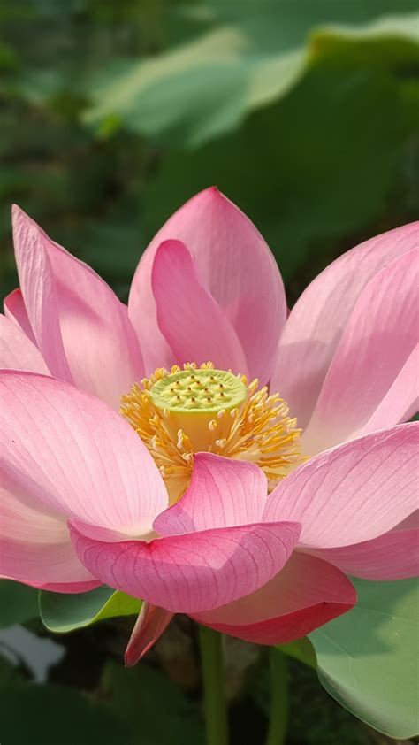 Lotus Flower Desktop Background