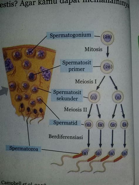 Urutan Spermatogenesis Yang Benar Brainly Co Id