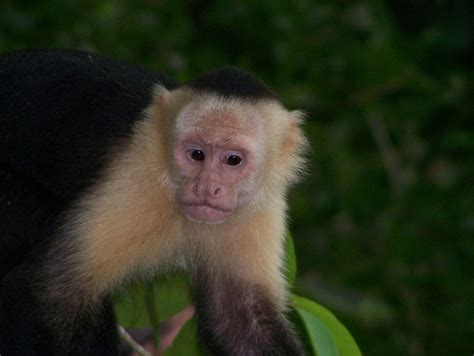 Filewhite Faced Capuchin Monkey 4jpeg Wikipedia
