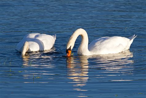 Mute Swans Feeding Two Mute Swans Cygnus Olor Feed On Th Flickr