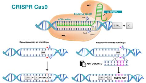 Cuál Es La Diferencia Entre Crispr Y Rnai Diferencia Entre 2022