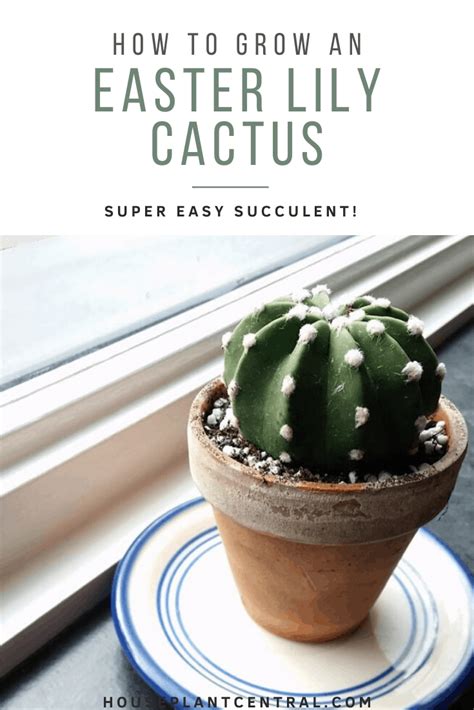 Echinopsis Subdenudata Easter Lily Cactus Care And Info Houseplant
