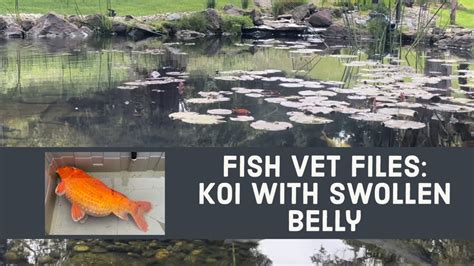 Fish Vet Files Koi With Swollen Belly Youtube