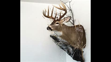 My Deer Mount Habitat Decoration Diy Cheap Youtube